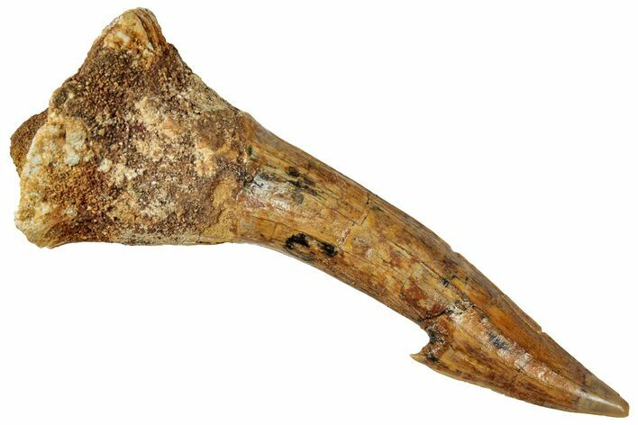 Fossil Sawfish (Onchopristis) Rostral Barb - Morocco #322868
